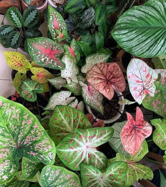 当花叶芋遇上花园,色彩斑斓让人醉,一切都美得不可思议!