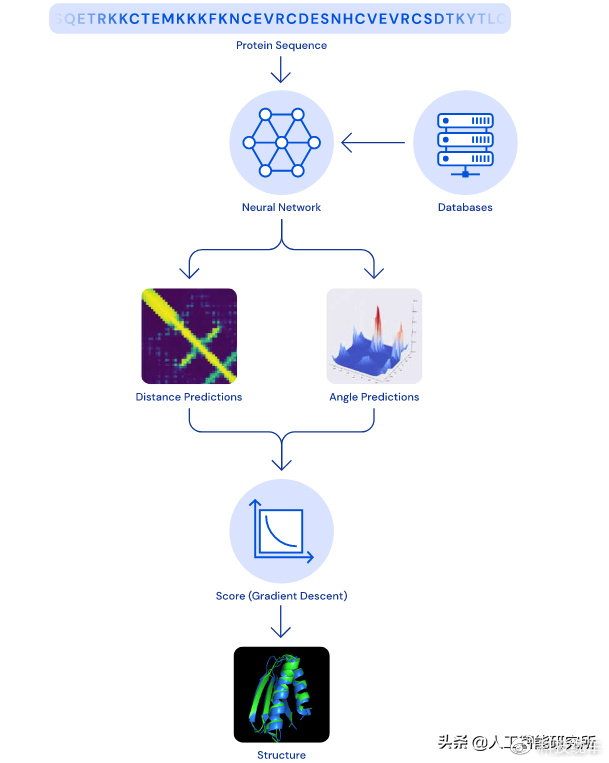 AlphaFold：使用AI进行科学发现 蛋白质组成预测