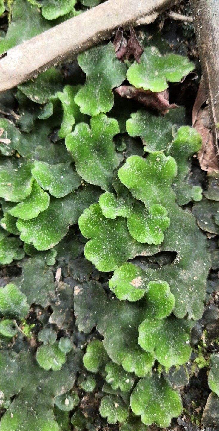 正文            那么你平时有见过这种植物吗?