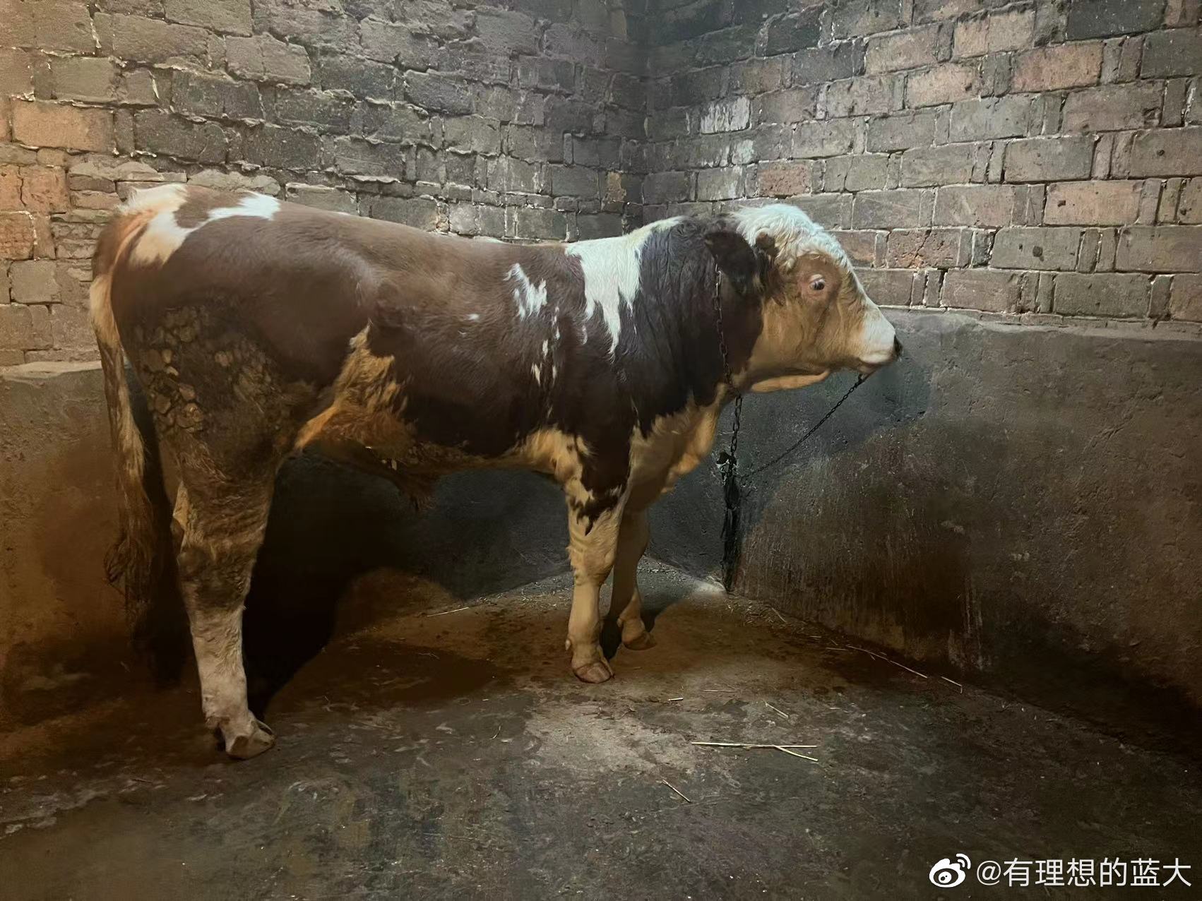 绝逼牛回头,大牛回头