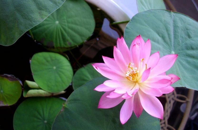 家庭种植碗莲 和水缸 结合 恍如艺术品诞生 容器 水缸 家庭 新浪新闻 家庭种植碗莲 和水缸 结合 恍如艺术品诞生 容器 水缸 家庭 新浪新闻