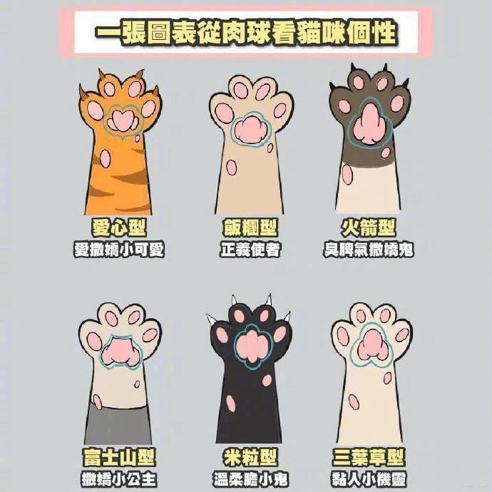 没想到猫猫也可以看手相