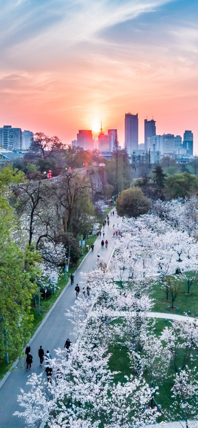 春天在这里,南京玄武湖樱花大道