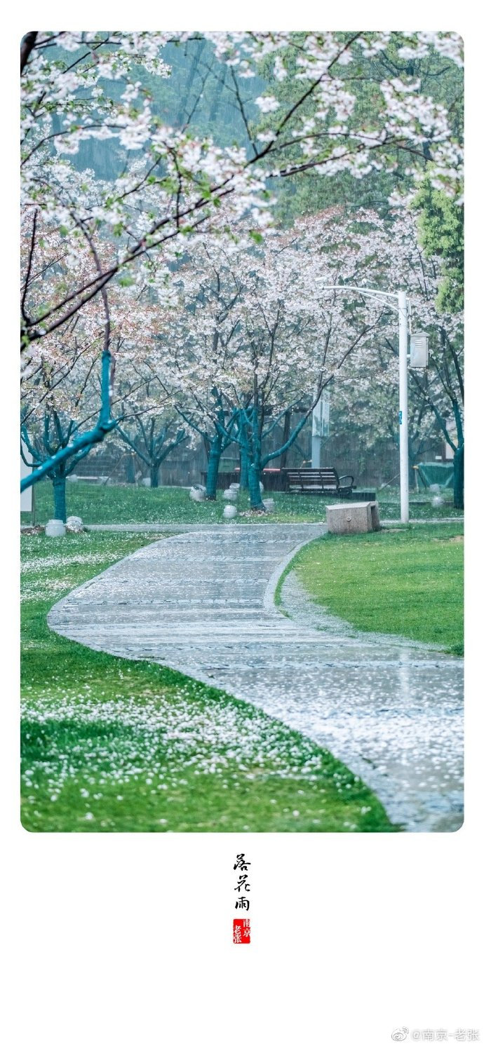 春雨淅沥南京玄武湖落花雨真美