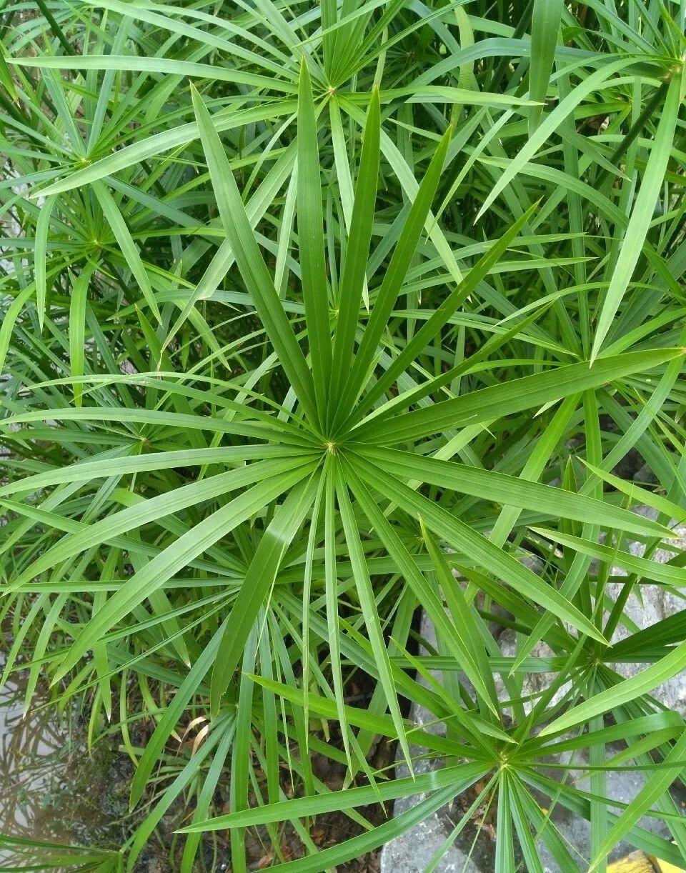 10种花爱喝水用大水缸养天越热越开花