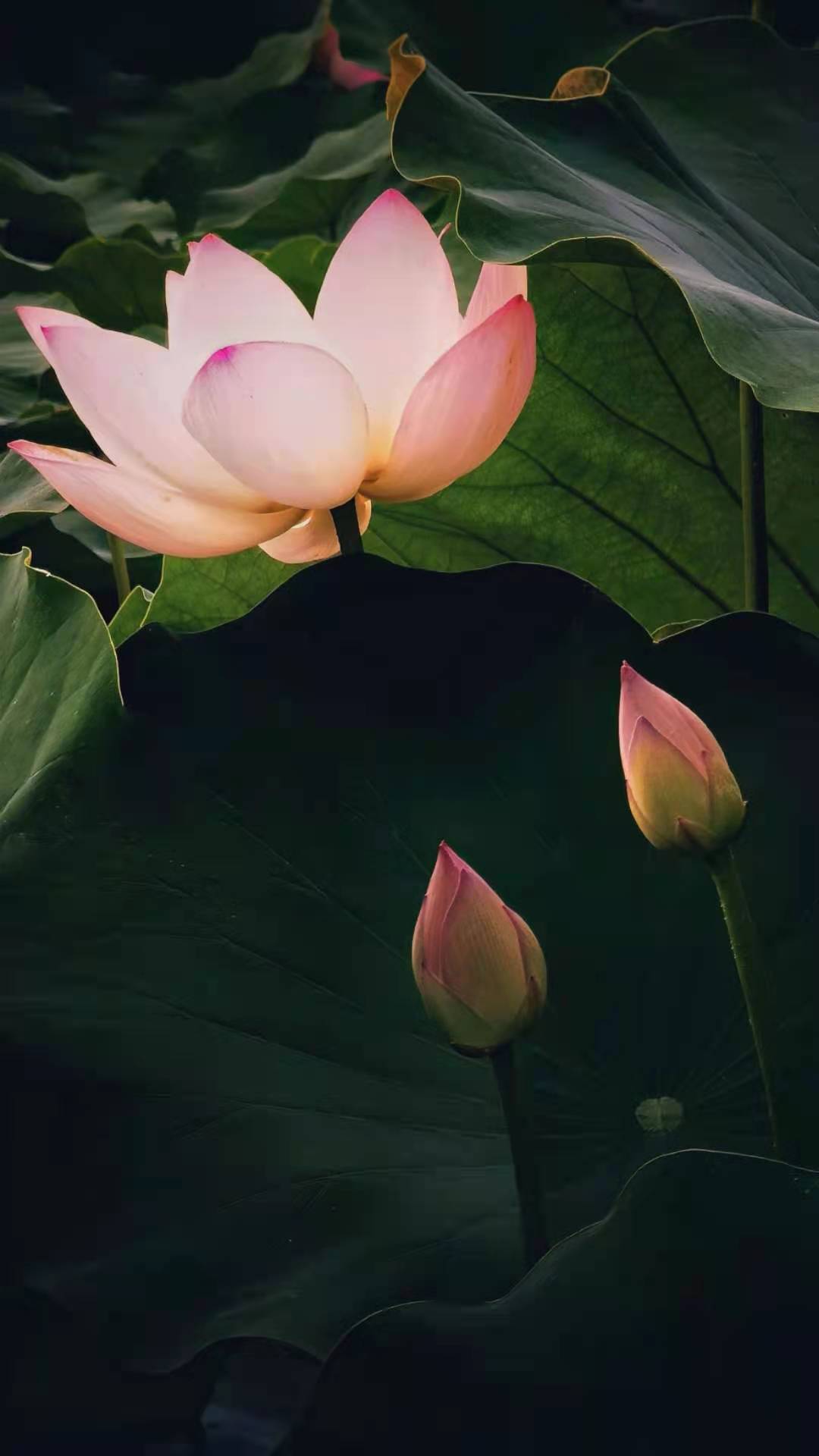 荷花怎么拍才美？我从网友投稿的200张照片里，选出20张经典案例休闲区蓝鸢梦想 - Www.slyday.coM