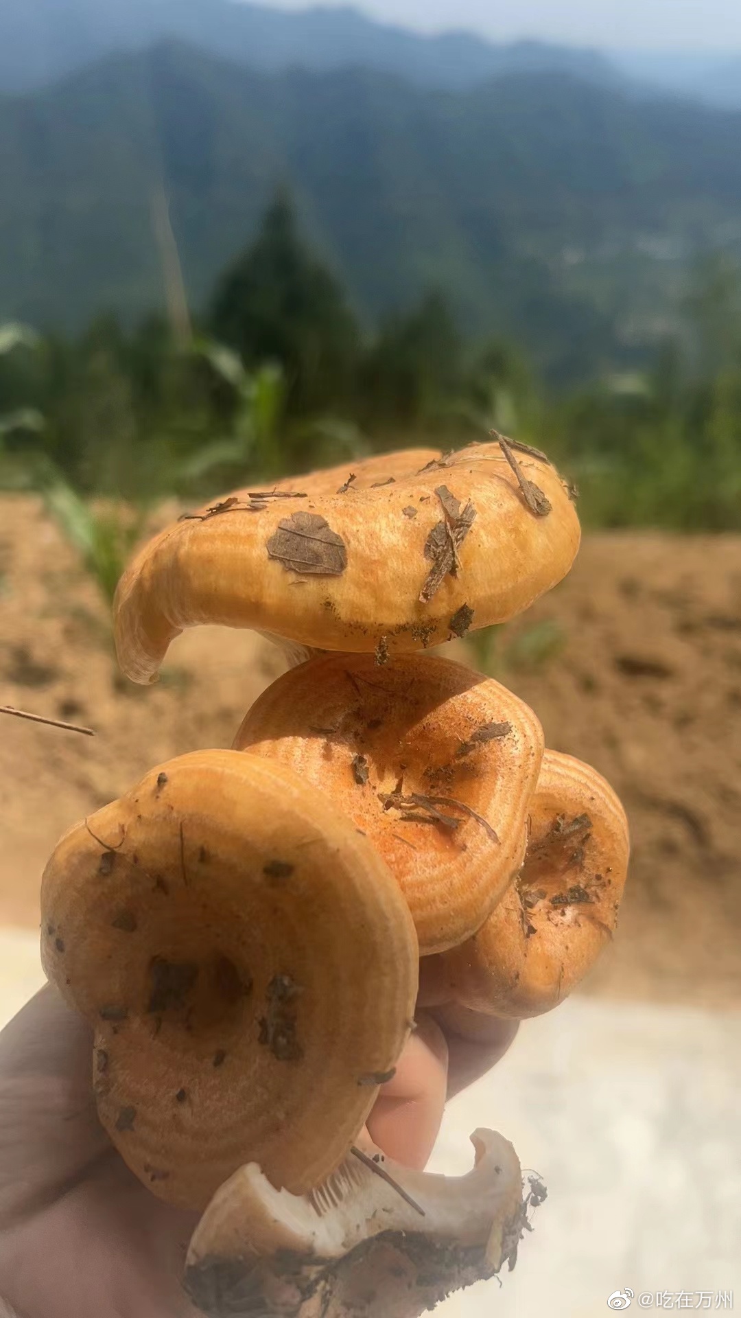 万州又到了捡菌子的理季节松树菌绿豆菌