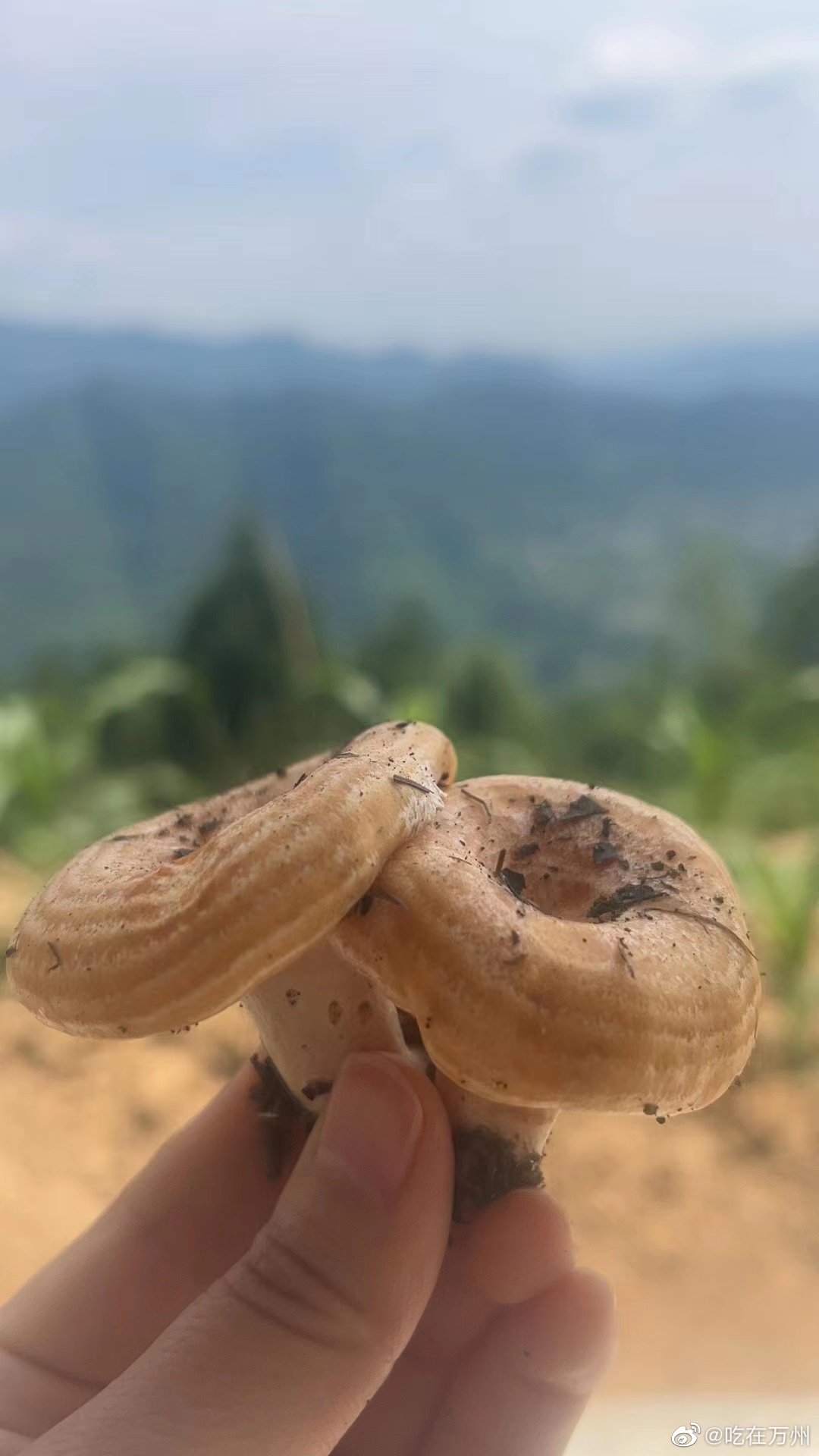 万州又到了捡菌子的理季节松树菌绿豆菌