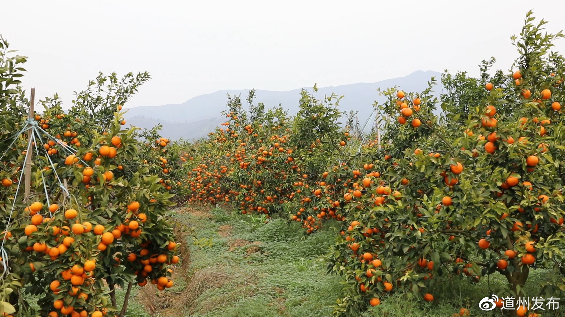 道县:沃柑满枝头 村民采摘忙|果园|道县|白芒_新浪新闻