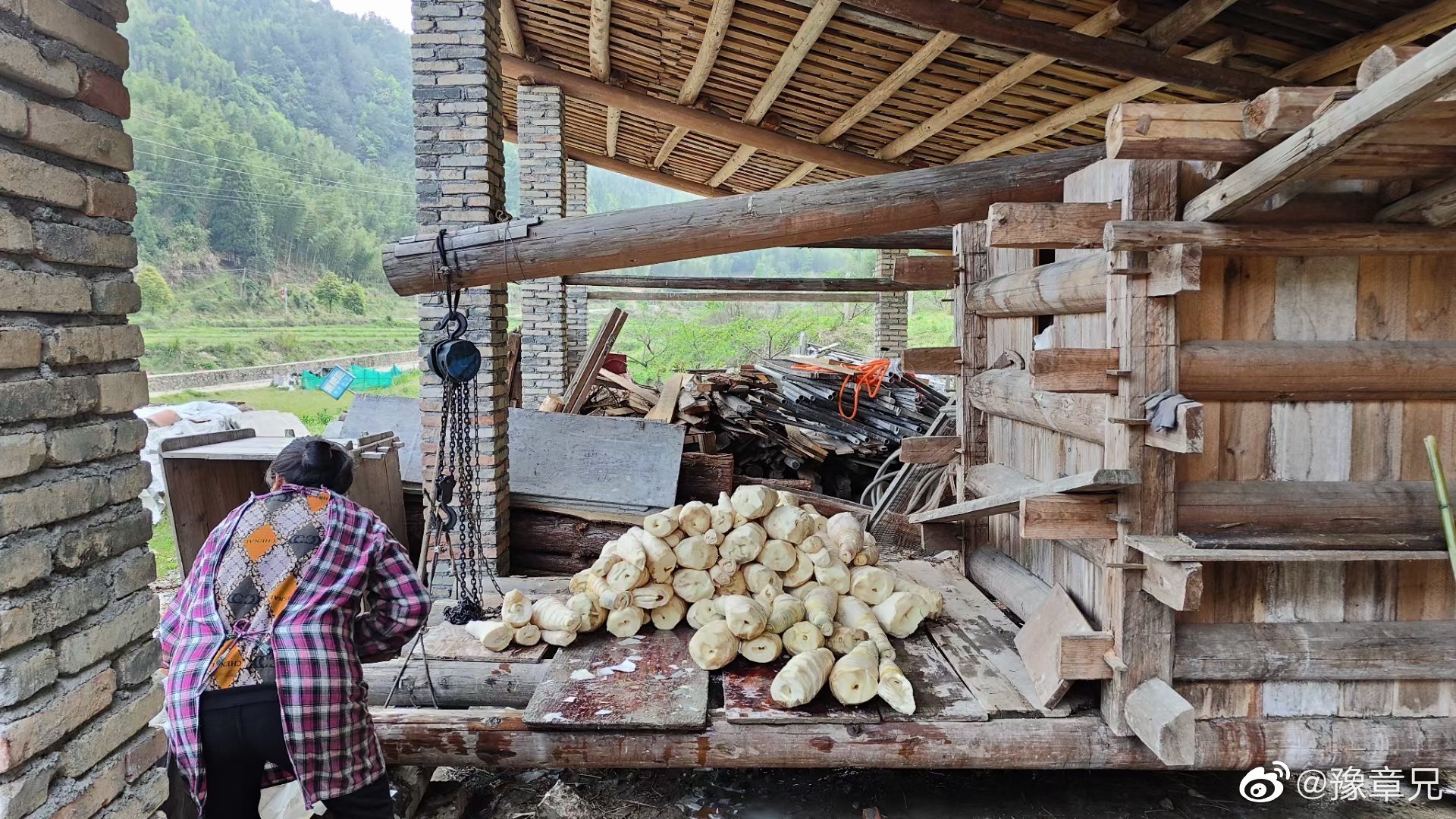 5/ 6清明时节压榨,白露时节开仓晒笋.