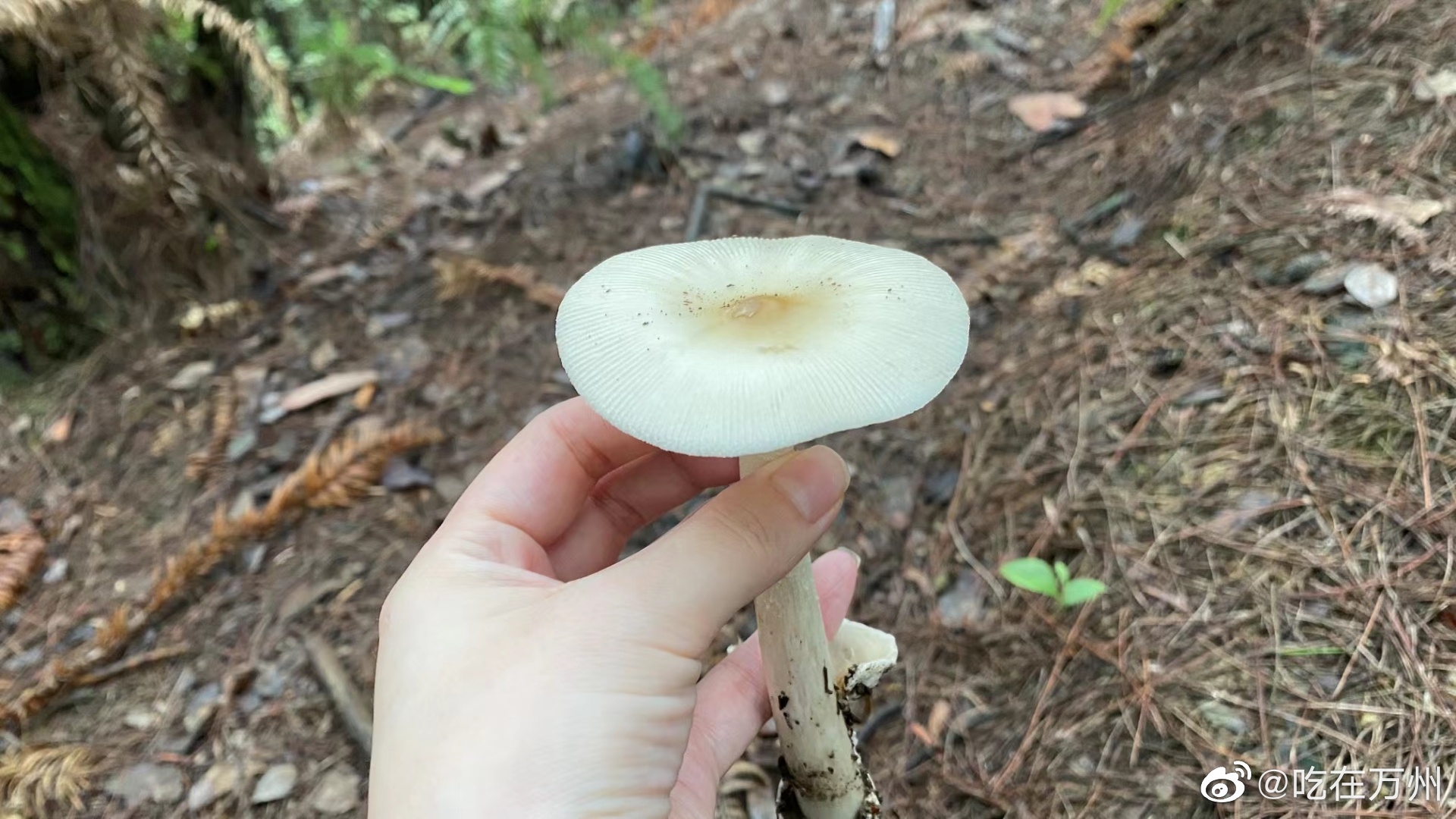 万州又到了捡菌子的理季节松树菌绿豆菌