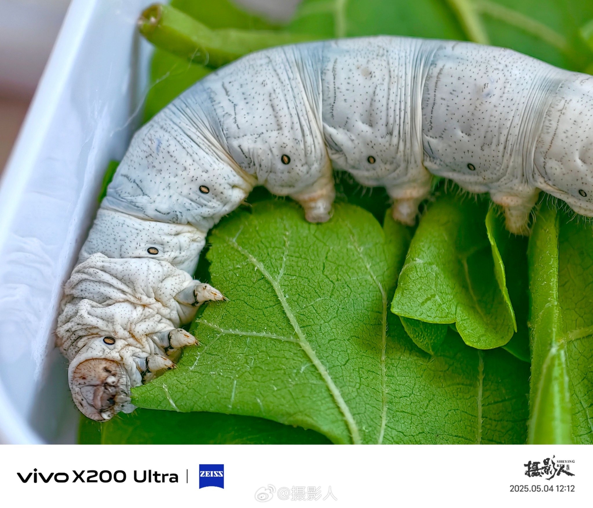 小朋友养的蚕长大了,把蚕拍完放大让她看