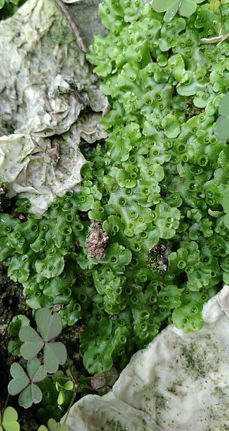 野外发现一堆绿钱币?原来名字叫地钱,价值特别高!