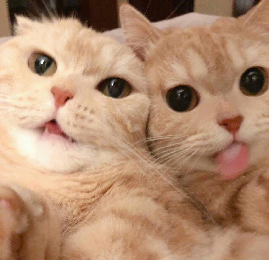 沙梨和佳佳的姐妹大头贴_高清图集_新浪网