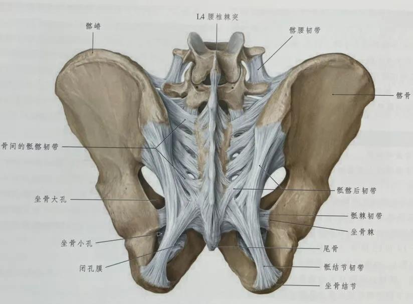 髋骨韧带解剖图图片