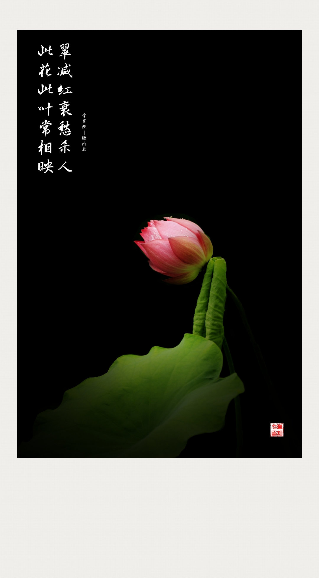 荷花怎么拍才美？我从网友投稿的200张照片里，选出20张经典案例休闲区蓝鸢梦想 - Www.slyday.coM