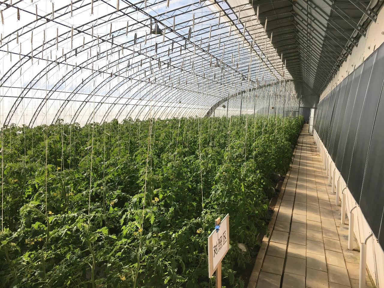 半小时进行排雾西红柿蘸花时加03%扑海因异菌脲悬浮剂或可湿性粉剂