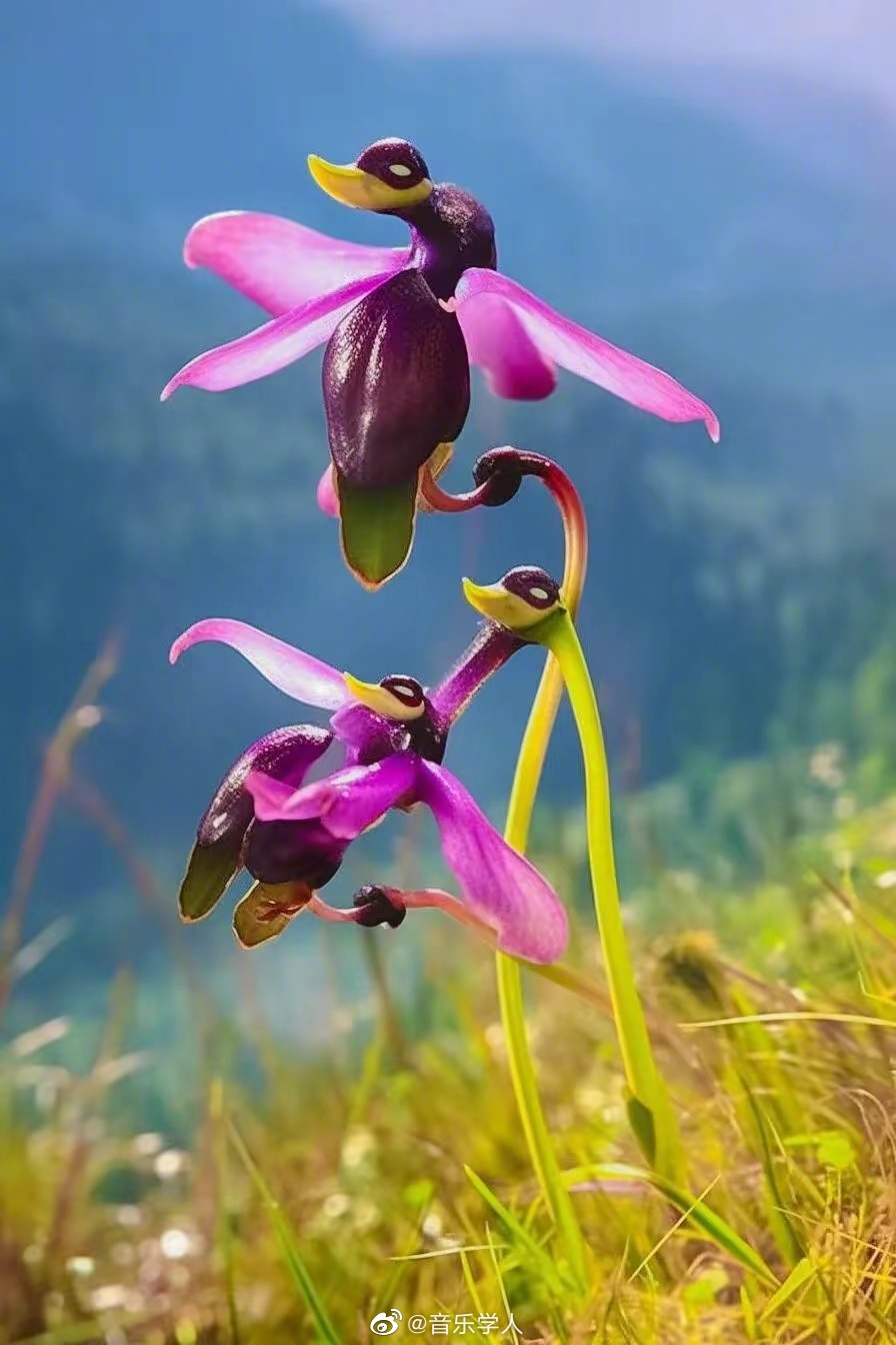 飞鸭兰澳大利亚特产地生兰