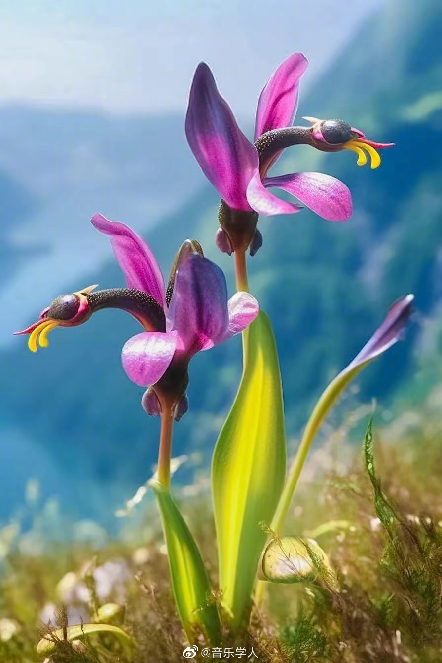 飞鸭兰澳大利亚特产地生兰