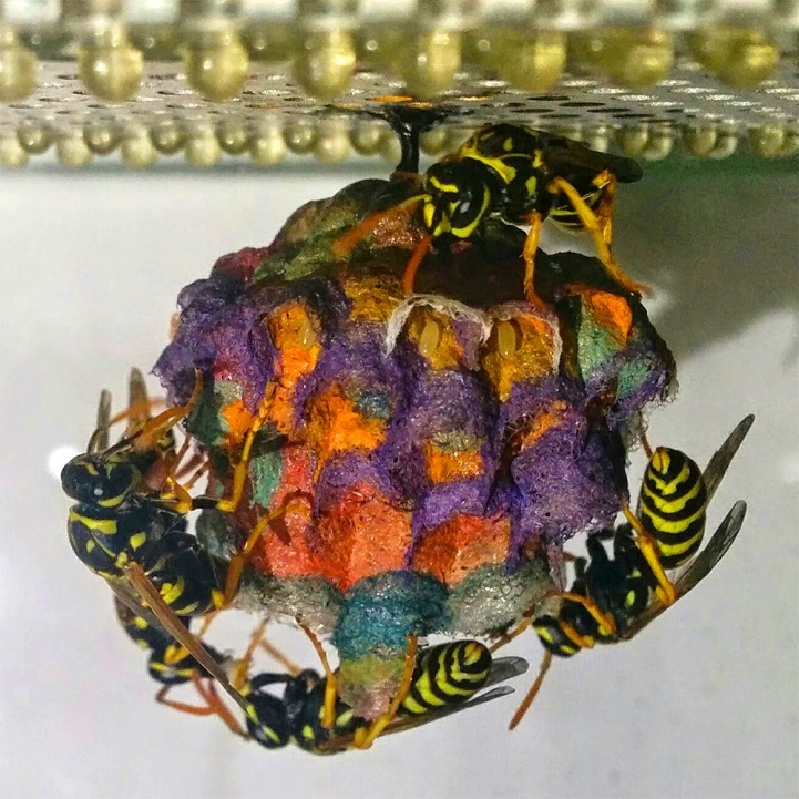 造纸胡蜂polistes dominula