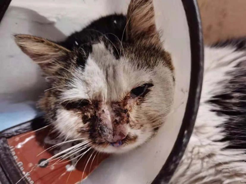 在纸箱里"等"死的车祸猫