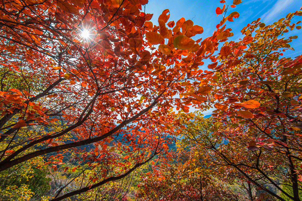 秋天美成童话秘境!淄博这些“赏红叶”宝藏地,我也就心动了999次吧~休闲区蓝鸢梦想 - Www.slyday.coM 秋天美成童话秘境!淄博这些“赏红叶”宝藏地,我也就心动了999次吧~休闲区蓝鸢梦想 - Www.slyday.coM