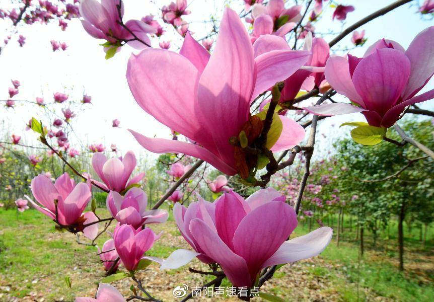 河南南召：玉兰繁花似锦扮靓山乡
