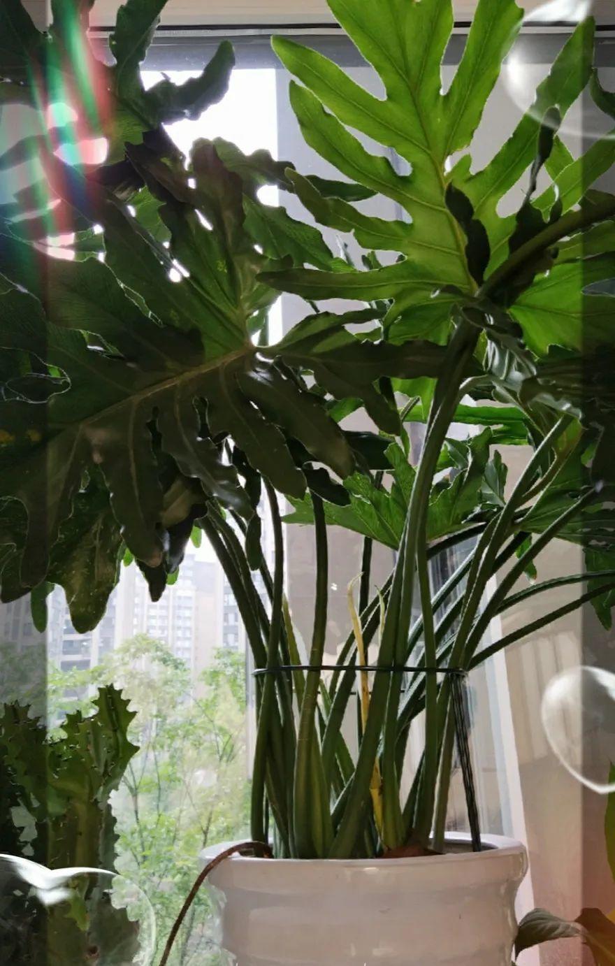 超耐阴的春羽客厅摆一盆清清凉凉好度夏
