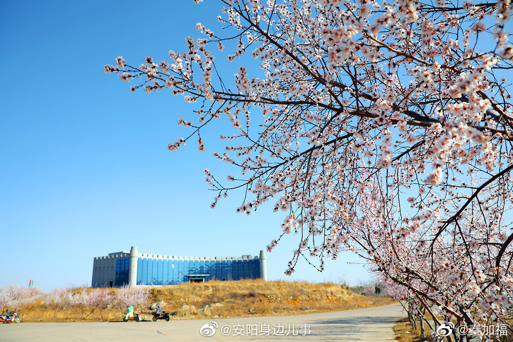 东岗镇万宝山,十里桃树齐绽放,十里环路花飘香
