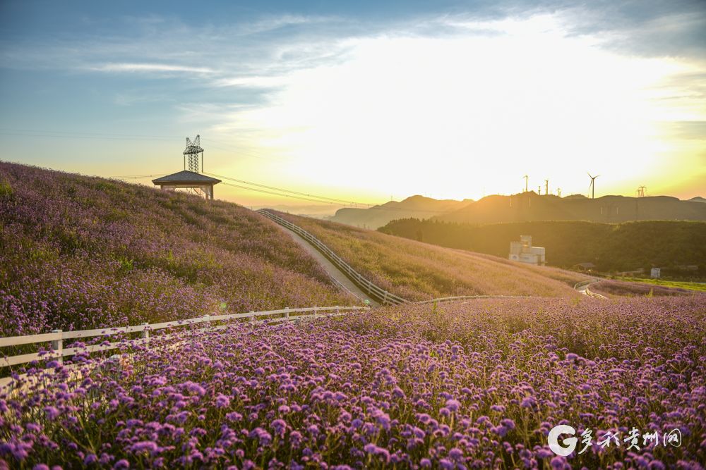 【高清组图】花溪高坡:邂逅浪漫紫色花海|多彩贵州|紫色|花海_新浪