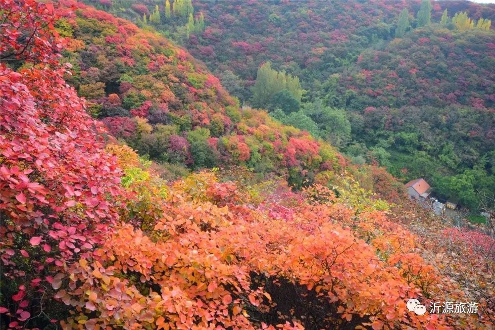 秋天美成童话秘境!淄博这些“赏红叶”宝藏地,我也就心动了999次吧~休闲区蓝鸢梦想 - Www.slyday.coM 秋天美成童话秘境!淄博这些“赏红叶”宝藏地,我也就心动了999次吧~休闲区蓝鸢梦想 - Www.slyday.coM