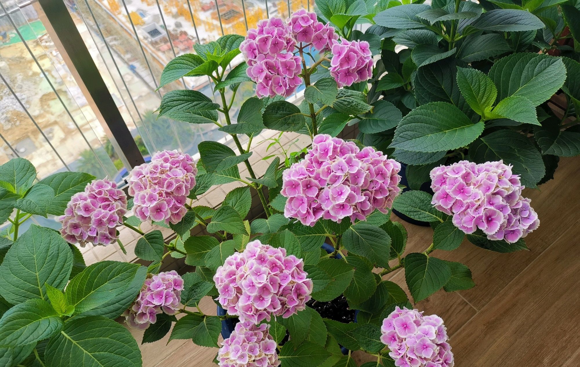 阳台养绣球花,就选"蒙娜丽莎",植株低矮,花色美丽,多季花开__财经头条