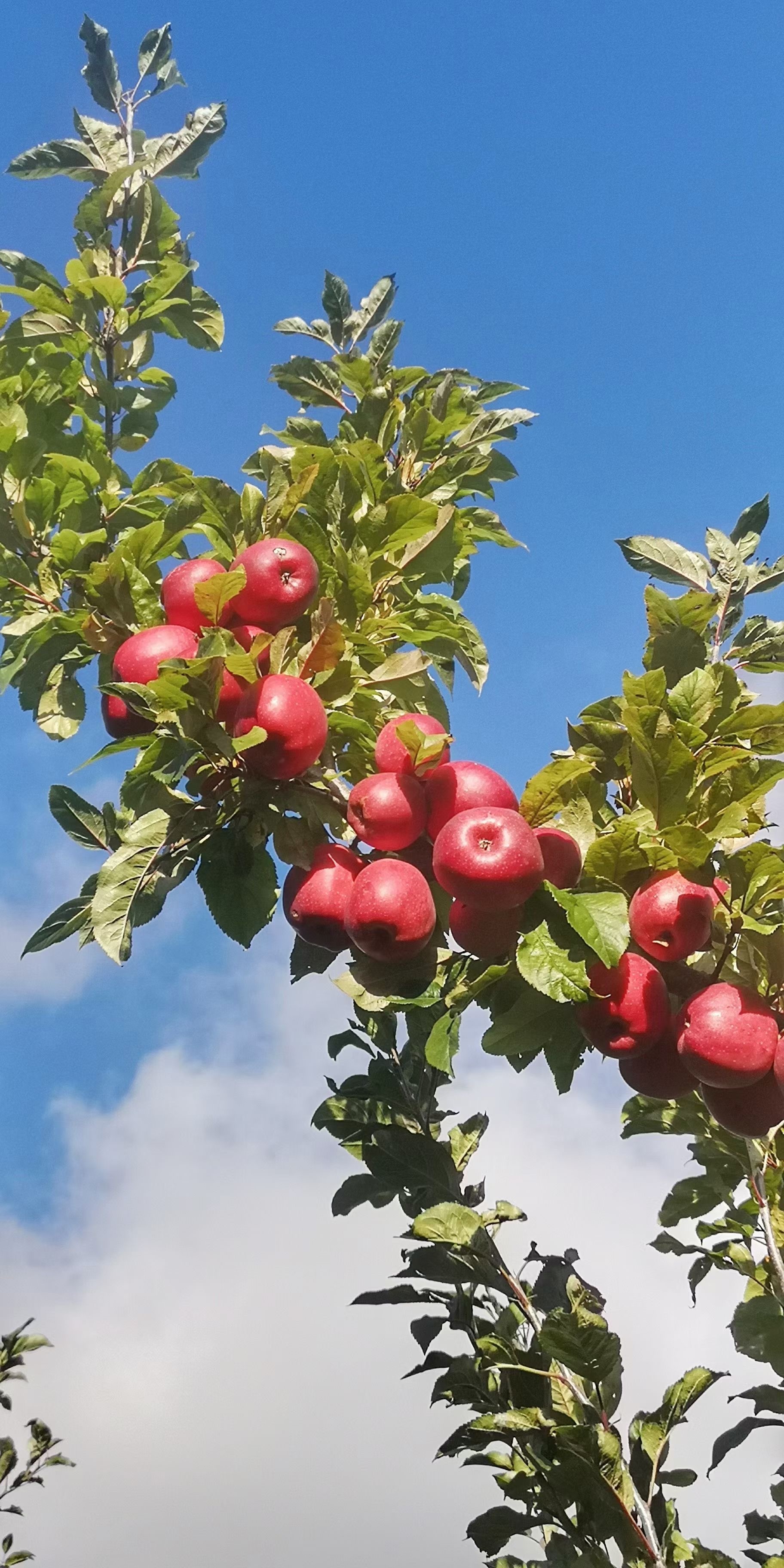 新西兰朋友发的果园照片,苹果枝头挂,斐济果满地……_高清图集_新浪网
