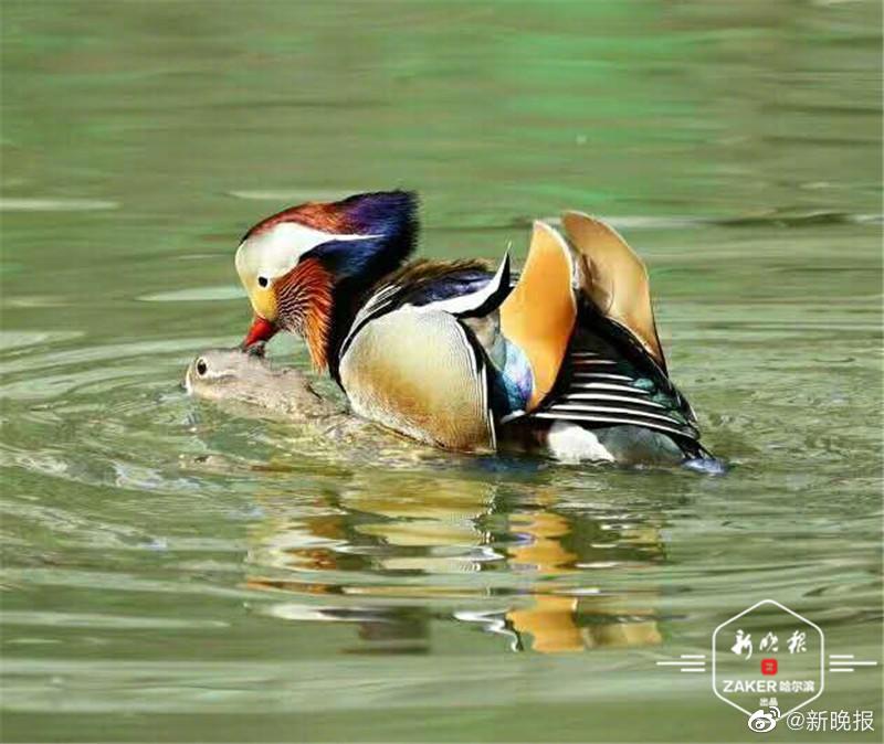 兆麟公园200只鸳鸯喜团圆