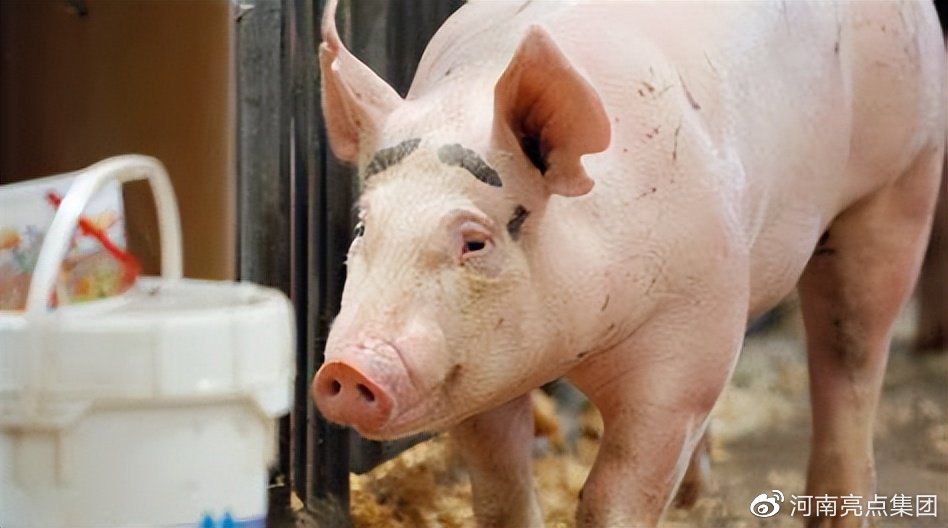 新生仔猪莫名其妙就死了!是不是出了这些问题?