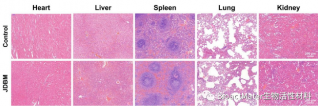 he his him用法区别 这三个代词怎么用