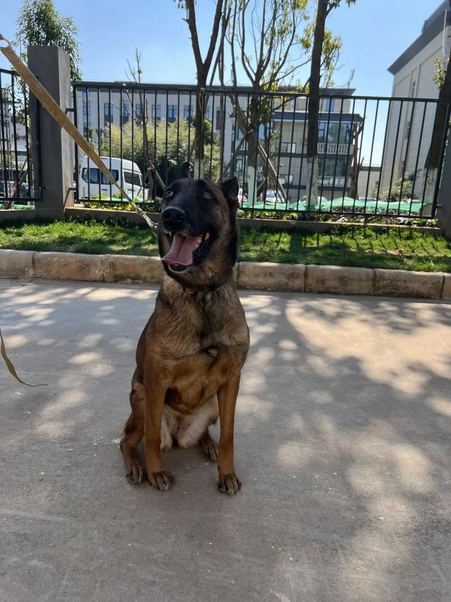 征集领养人 | 带退役搜救犬回家!|领养人|搜救|安宁市_新浪新闻