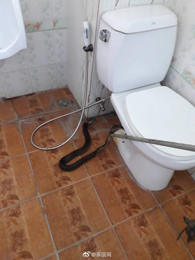 称自家卫生间内惊现一条眼镜蛇,令人头皮发麻,志愿者遂前往查看