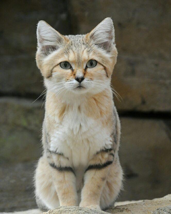 沙丘猫(学名_高清图集_新浪网