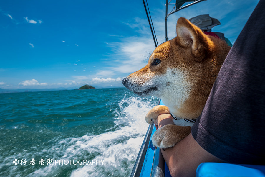 鸡心岛摆拍的小柴犬