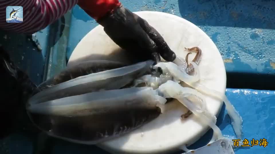 如何区分鱿鱼的公母一刀下去一目了然看完涨知识了