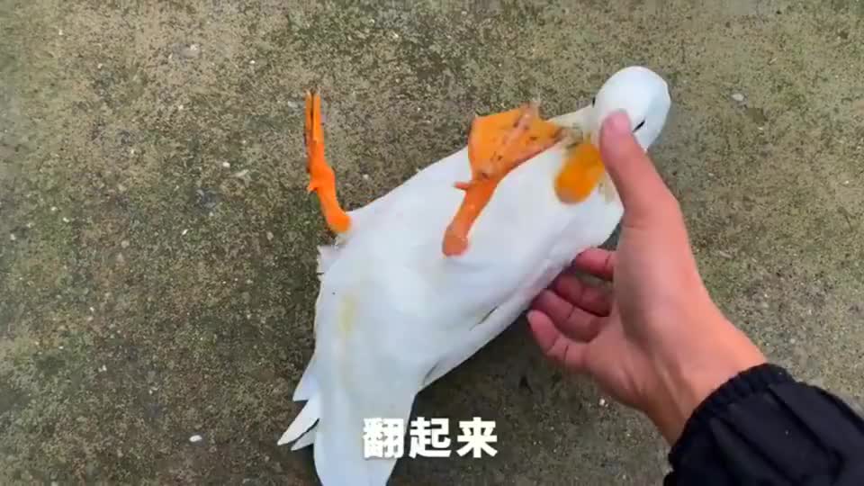 上万元的柯尔鸭颜值是真的高重点是这么能飞太可爱了