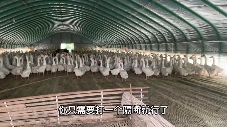 养鹅育雏鹅棚太大升温困难怎么办老张教你一个小妙招