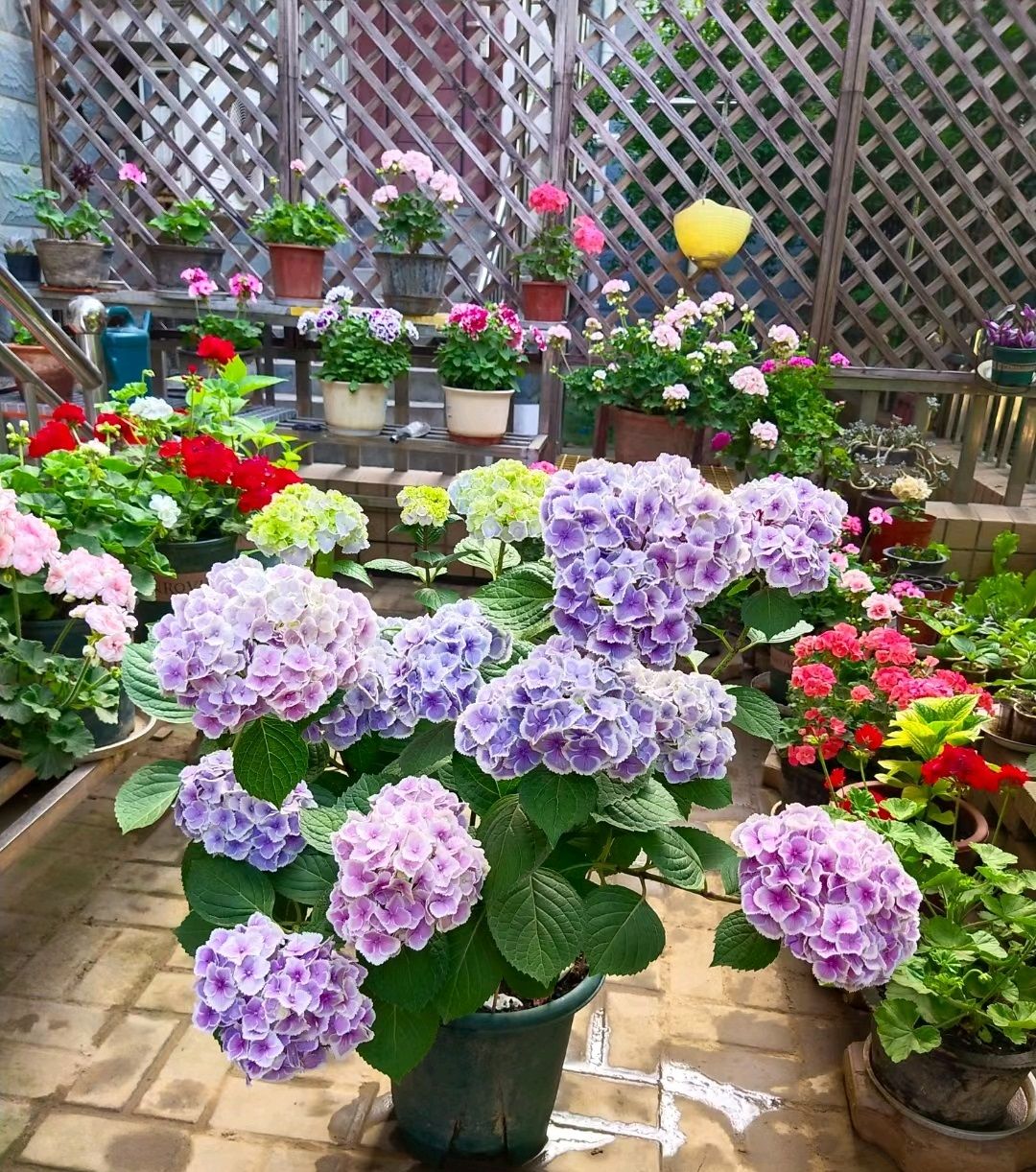 阳台养绣球花,就选"蒙娜丽莎",植株低矮,花色美丽,多季花开__财经头条