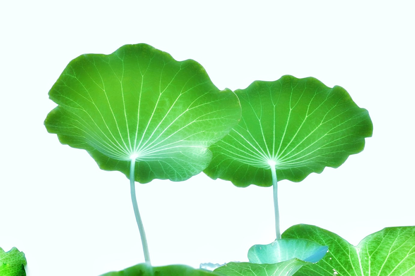 荷花怎么拍才美？我从网友投稿的200张照片里，选出20张经典案例休闲区蓝鸢梦想 - Www.slyday.coM