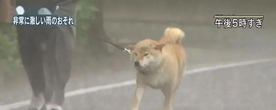 哈哈哈哈~下大雨坚持出门散步的柴犬和被震惊到的柯基!休闲区蓝鸢梦想 - Www.slyday.coM 哈哈哈哈~下大雨坚持出门散步的柴犬和被震惊到的柯基!休闲区蓝鸢梦想 - Www.slyday.coM