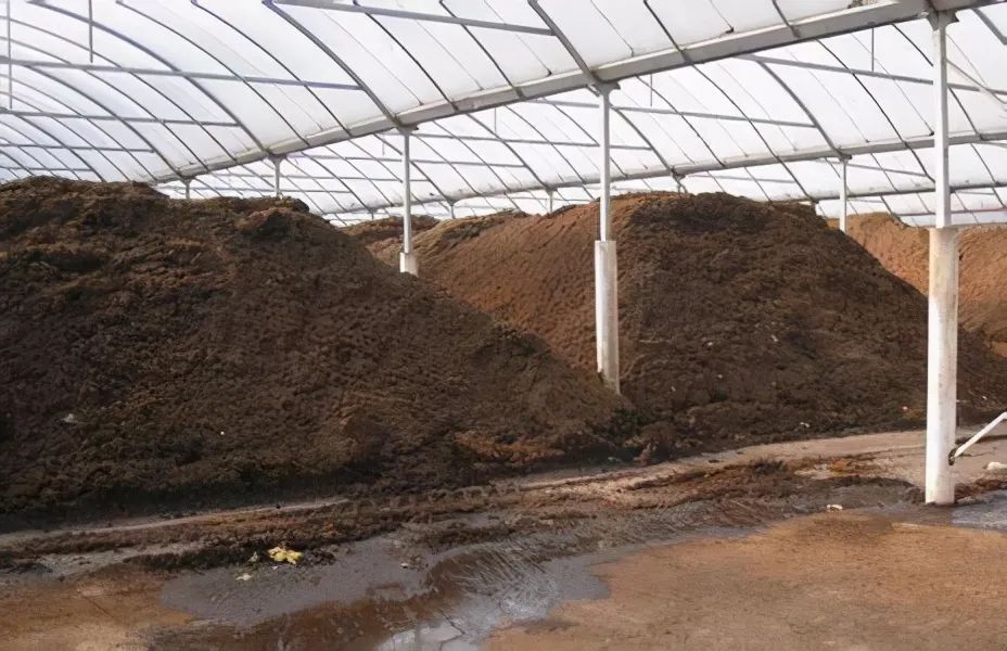 鸡粪有劲但虫卵过多易烧根怎么才能让鸡粪安全无害呢