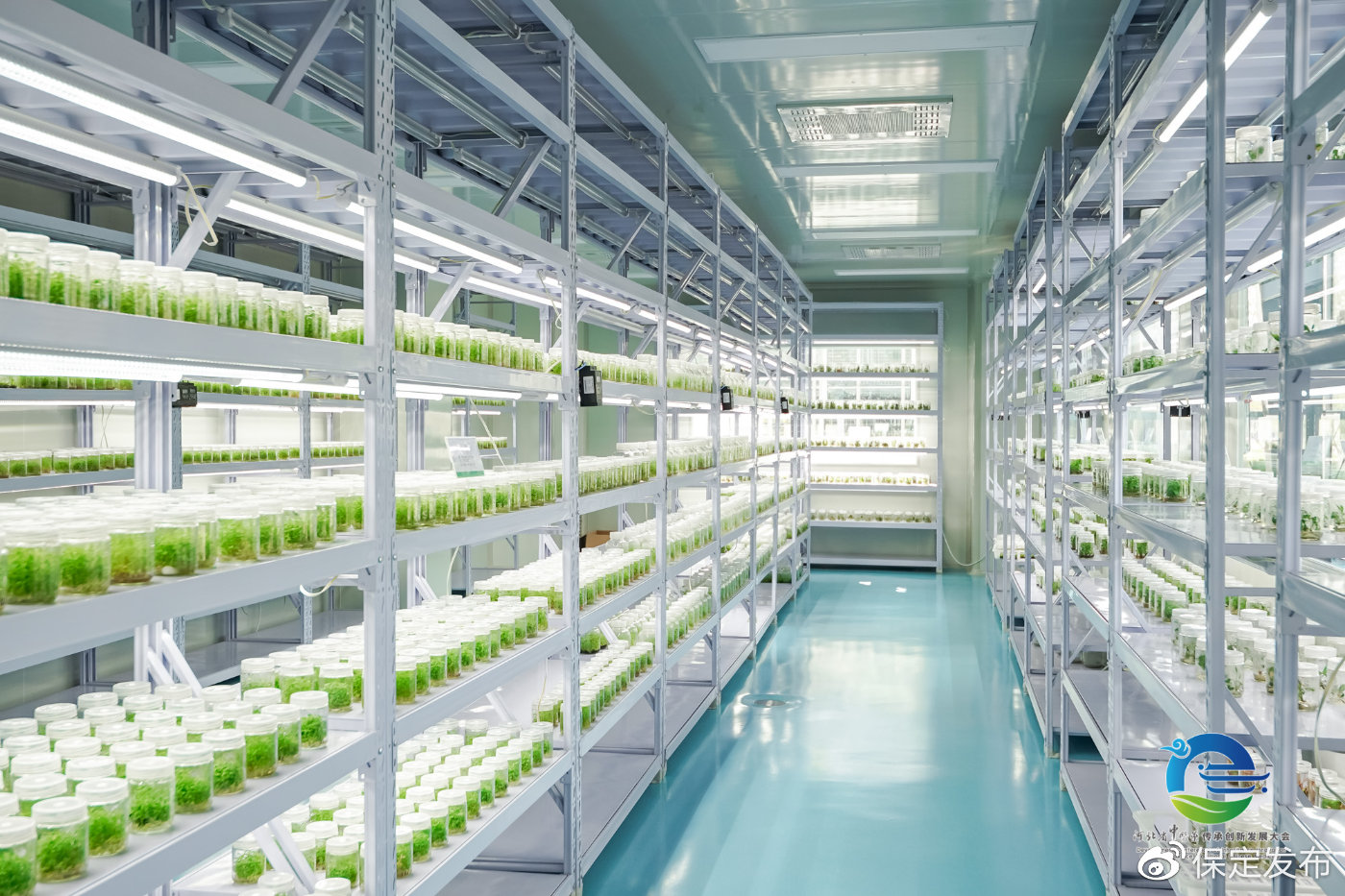 防治新冠肺炎中药材在保定安国市工厂化育苗