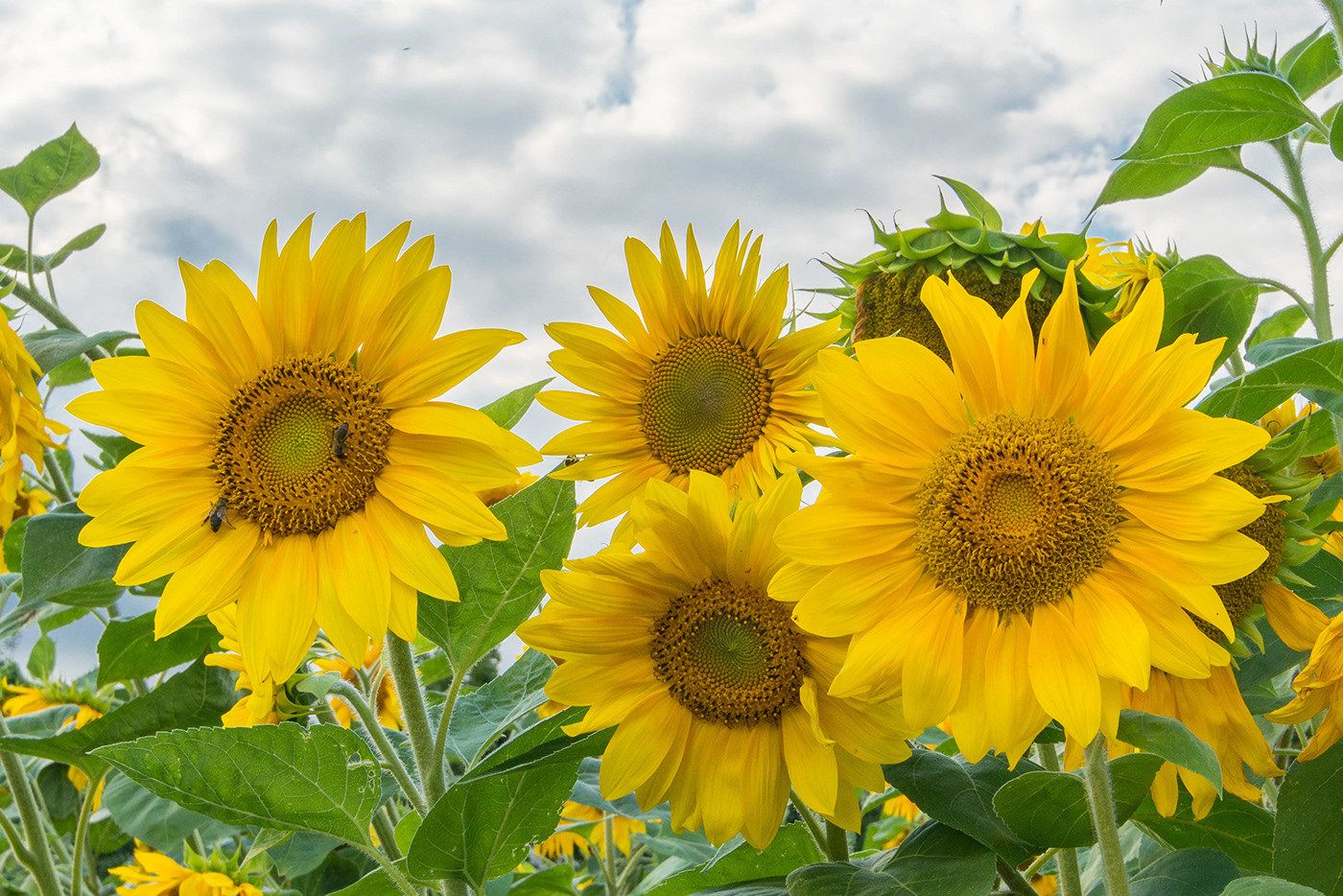 向日葵有一段很好的花语(向日葵有一段很好的花语我永远只属于你)