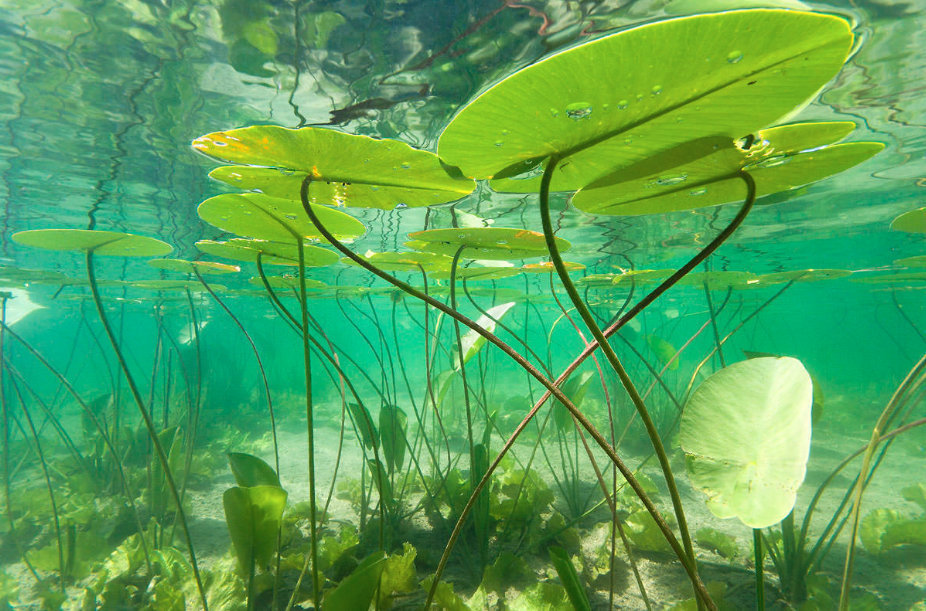 水下世界里的荷叶与荷花